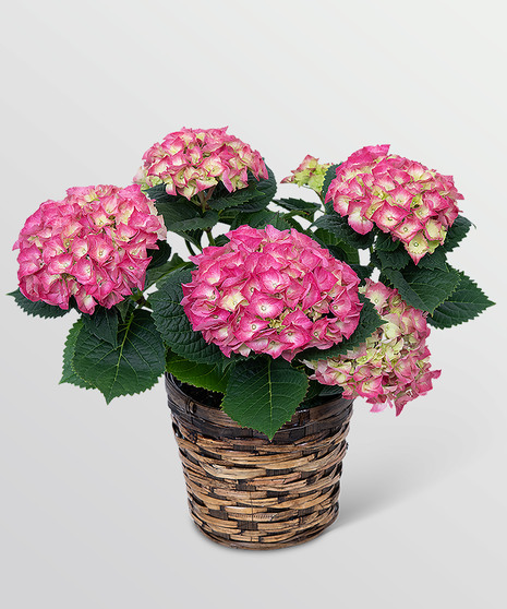 Flowering Plants