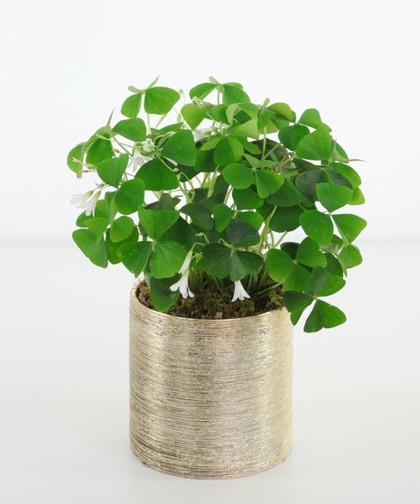 Shamrock Plant