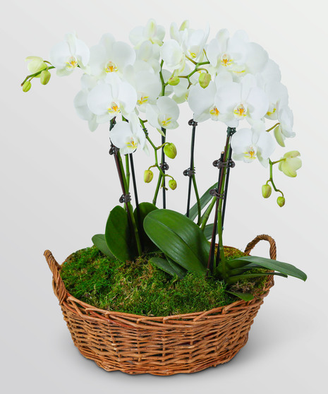 Orchid Plants