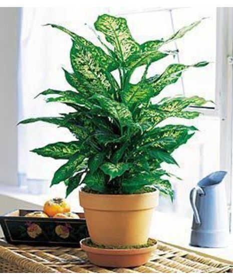 Best Value in the Greenhouse