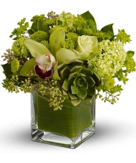 Cymbidium Delight