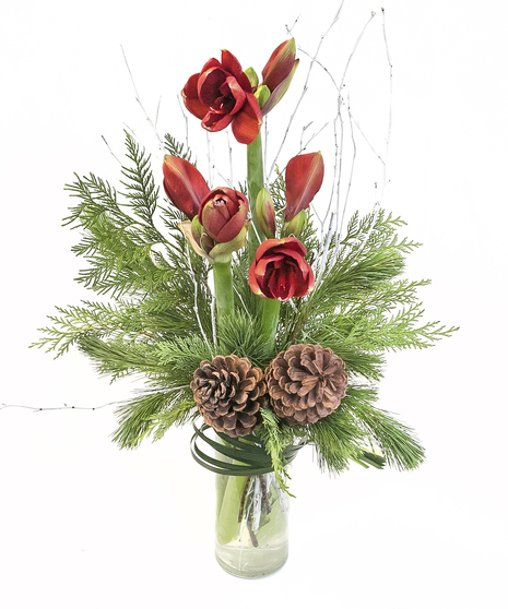 Winter Ruby Amaryllis