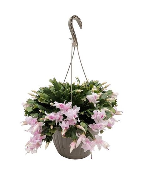 Hanging Basket Zygo Cactus - Christmas Cactus