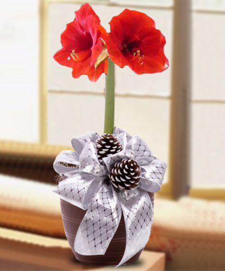 Holiday Amaryllis