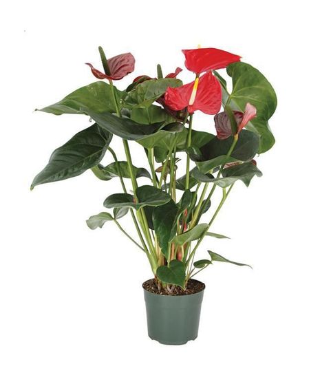 Antherium Plant