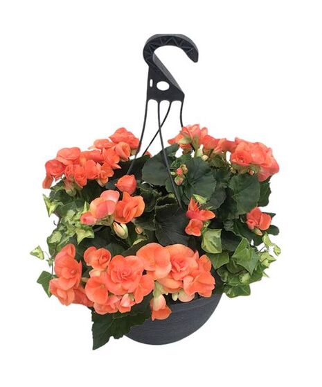 Begonia Hanging Basket