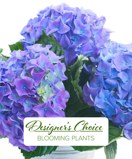 Flowering Plants - The best selection from our greenhouse