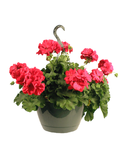 Hanging Geranium Plant