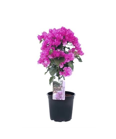 Bougainvillea with trellis