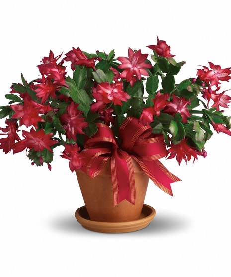 Christmas Cactus