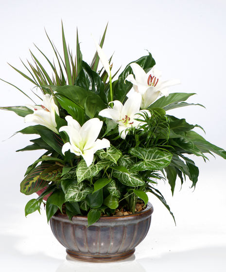 Dish Garden With Fresh Flowers