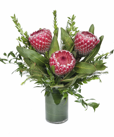 Dreaming of Protea