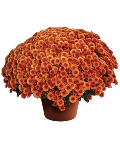 Fall Mum Plant 12