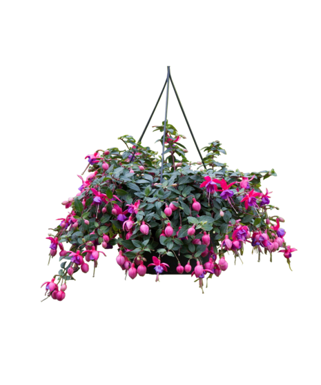 Hanging Fuchsia Plant