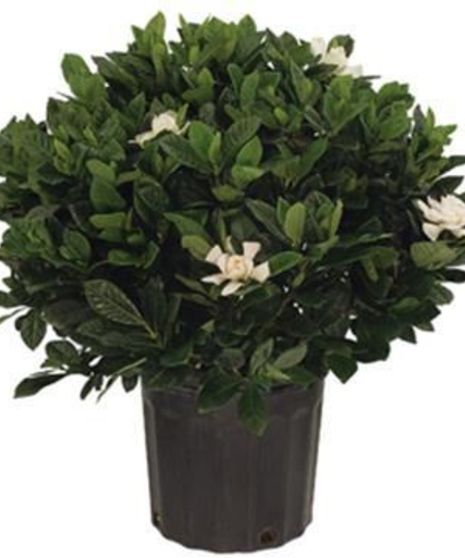 Gardenia Plant