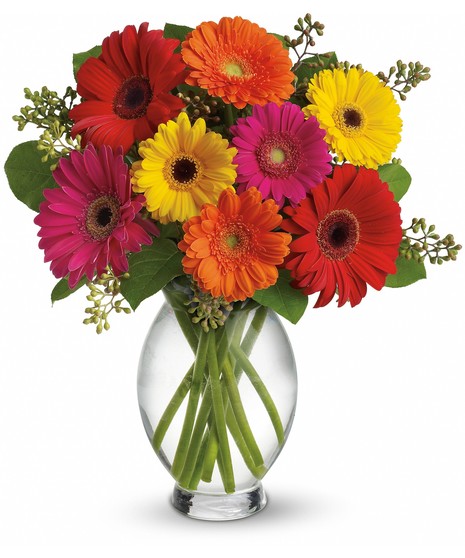 Gerbera