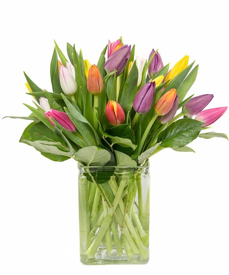 Holland Tulip Fields | Trumbull (CT) Same-Day Flower Delivery | City ...