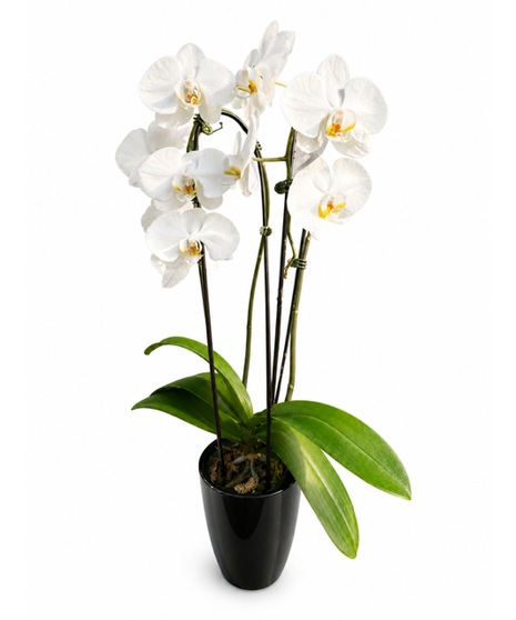 Orchid Plants