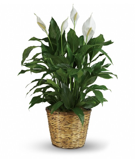 Peace Lily in Basket