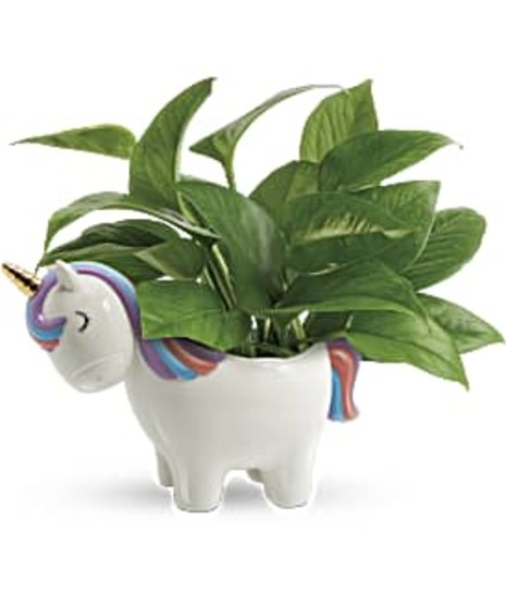 Magical Pothos Plant