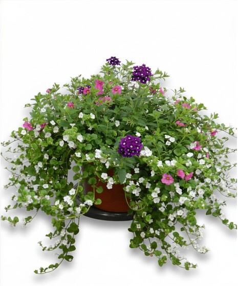 Summer Patio Pot - Outdoors