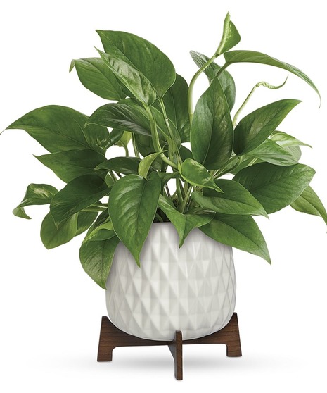 Mid Mod Pothos Plant