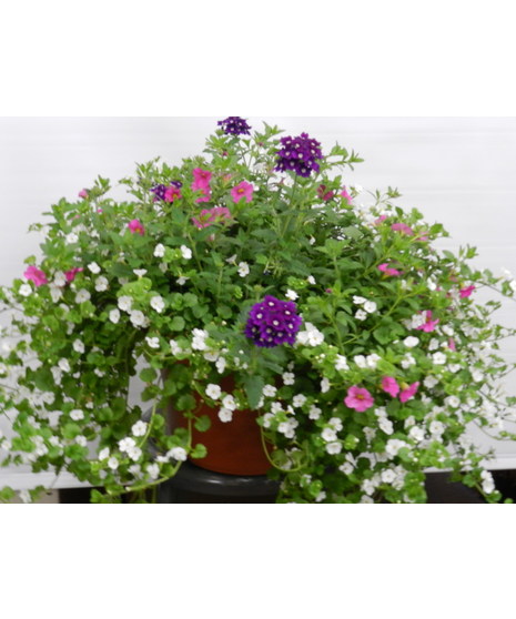 Summer Patio Pot - Outdoors