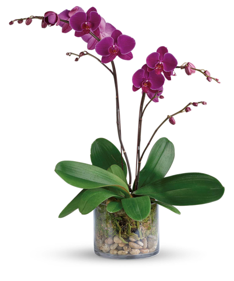 Phalaenopsis Orchid -Glass cylinder
