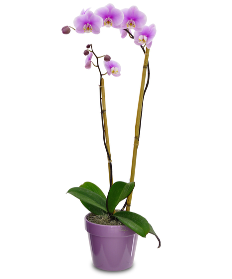 Orchid Plant in Ceramic - White or Purple