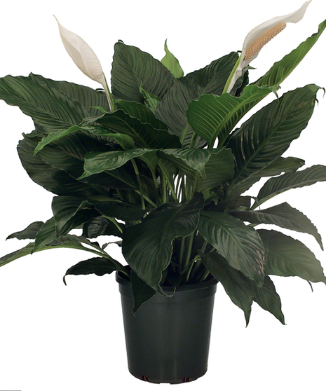 Peace Lily Plant - Spathiphyllum