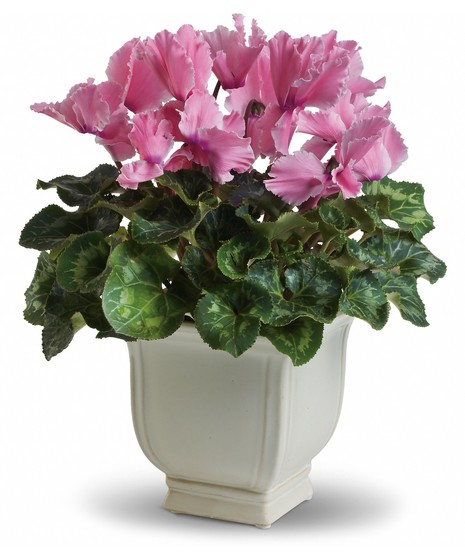 Flowering Plants