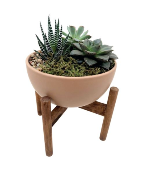 Succulent garden with stand