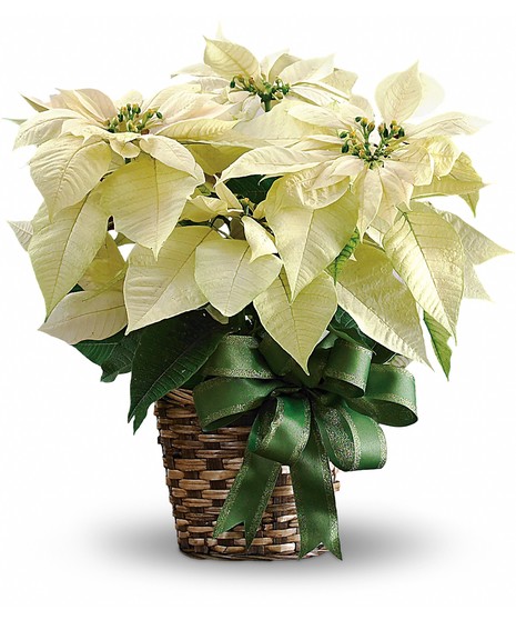 White Poinsettia in Basket - BASKET
