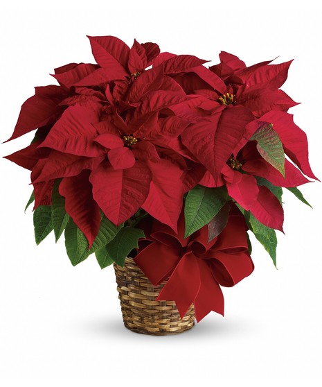 Red Poinsettia in Basket - BASKET