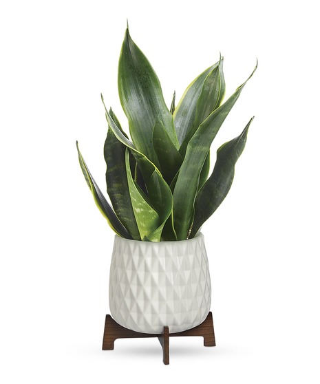 Green Plants