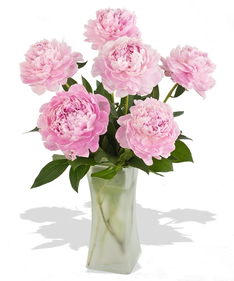Crazy for Peonies