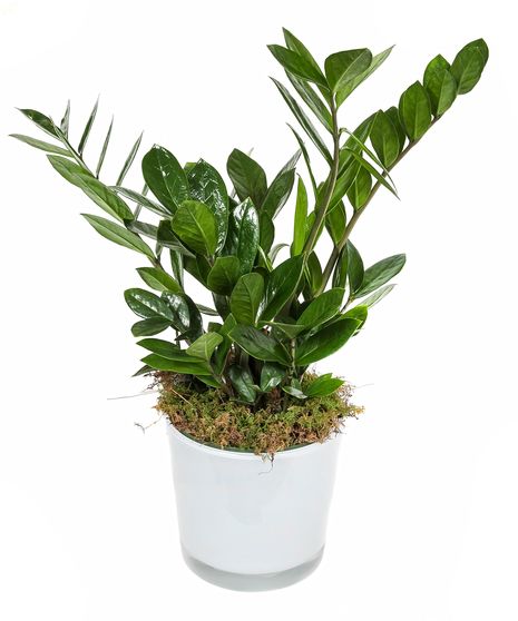 ZZ Plant
