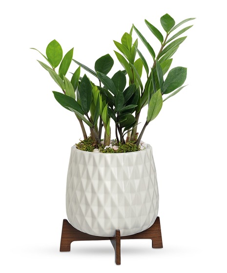 ZZ Plant Stand