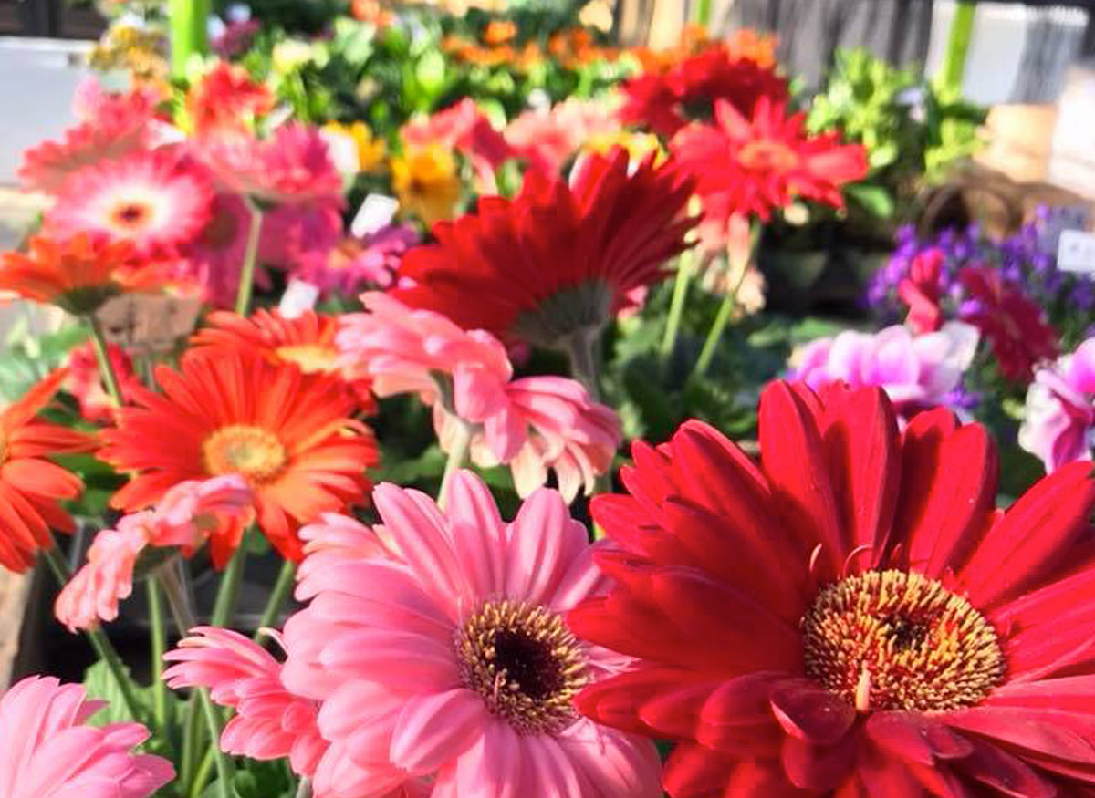 A gorgeous medley of pink, red and orange spring blossoms